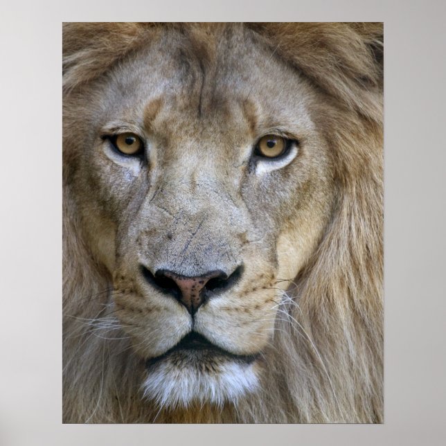 Erwachsener männlicher Löwe im Sacramento Zoo, CA Poster (Vorne)