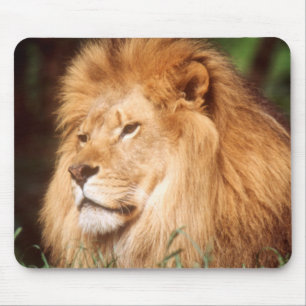 Erwachsener männlicher Löwe Mousepad