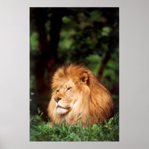 Erwachsener männlicher Löwe Poster