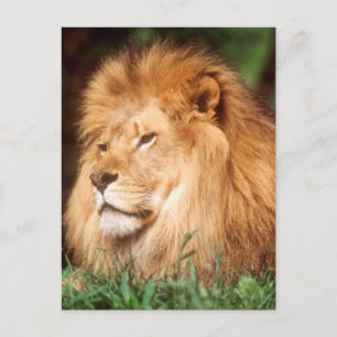 Erwachsener männlicher Löwe Postkarte