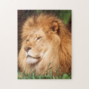 Erwachsener männlicher Löwe Puzzle