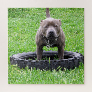Erwachsener männlicher Staffordshire-Terrier berei Puzzle