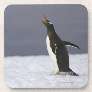 Erwachsener Vogel Gentoo Pinguins (Pygoscelis Getränkeuntersetzer