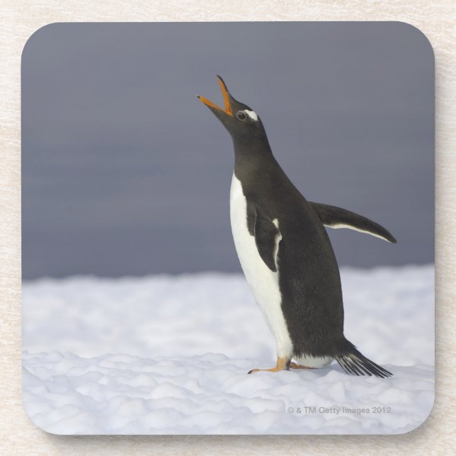 Erwachsener Vogel Gentoo Pinguins (Pygoscelis Getränkeuntersetzer (Vorderseite)