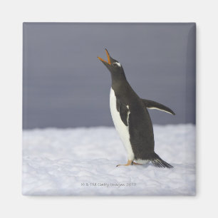 Erwachsener Vogel Gentoo Pinguins (Pygoscelis Magnet