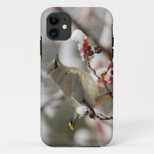 Erwachsener Zedernseidenschwanz auf Weißdorn mit S iPhone 11 Hülle
