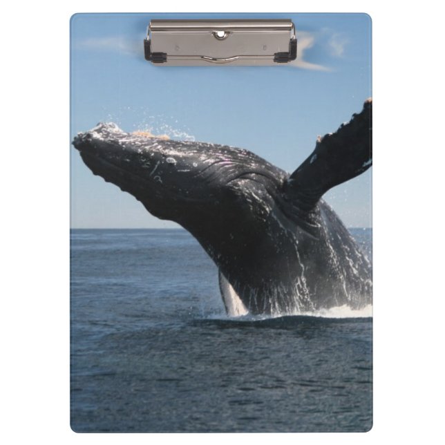 Erwachsenes Buckel-Wal-Durchbrechen Klemmbrett (Vorderseite)