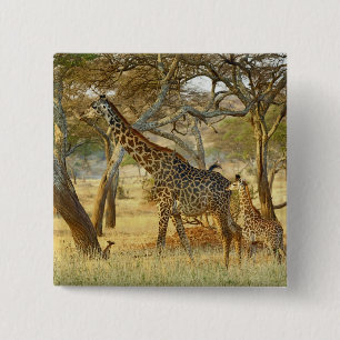 Erwachsenes Giraffenweibchen und Jungtier, Giraffa Button