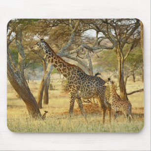 Erwachsenes Giraffenweibchen und Jungtier, Giraffa Mousepad