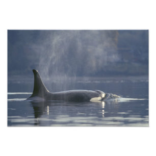 Erwachsenes weibliches Schwertwal (Orcinus Orca), Fotodruck