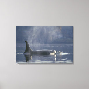 Erwachsenes weibliches Schwertwal (Orcinus Orca),  Leinwanddruck