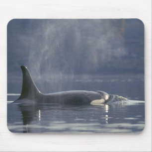 Erwachsenes weibliches Schwertwal (Orcinus Orca), Mousepad