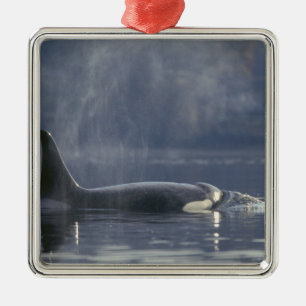 Erwachsenes weibliches Schwertwal (Orcinus Orca),  Silbernes Ornament