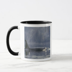 Erwachsenes weibliches Schwertwal (Orcinus Orca),  Tasse