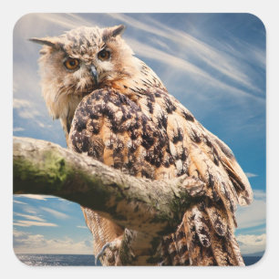 Erwägen der Eule Quadratischer Aufkleber