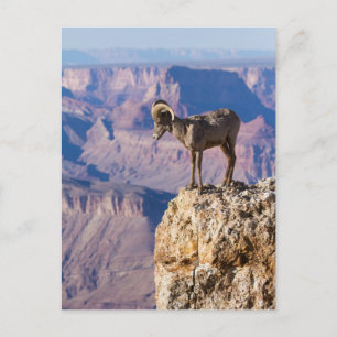 Erwägen des Abgrundes Postkarte