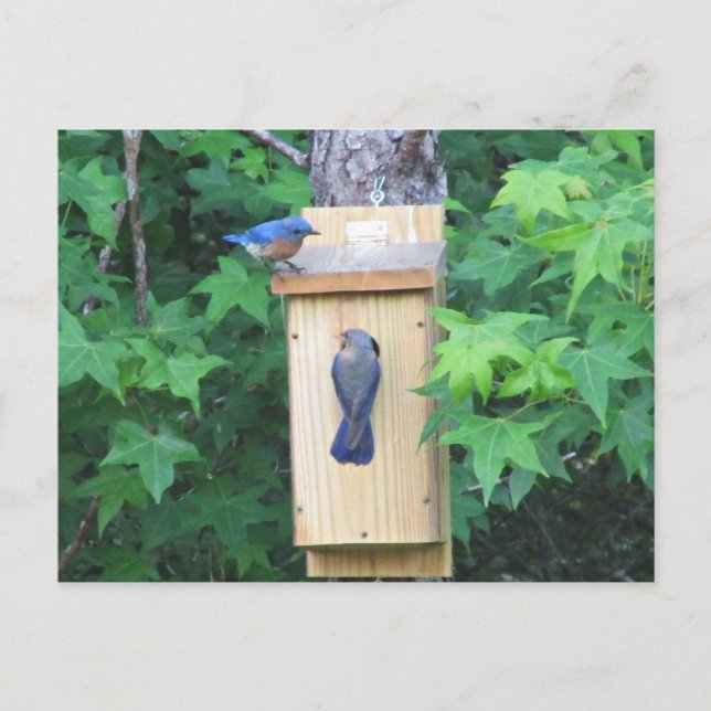 Erwärmung Postkarte (Vorderseite)