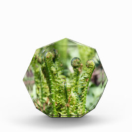 Erwecken des jungen Farns im Garten Fotoblock