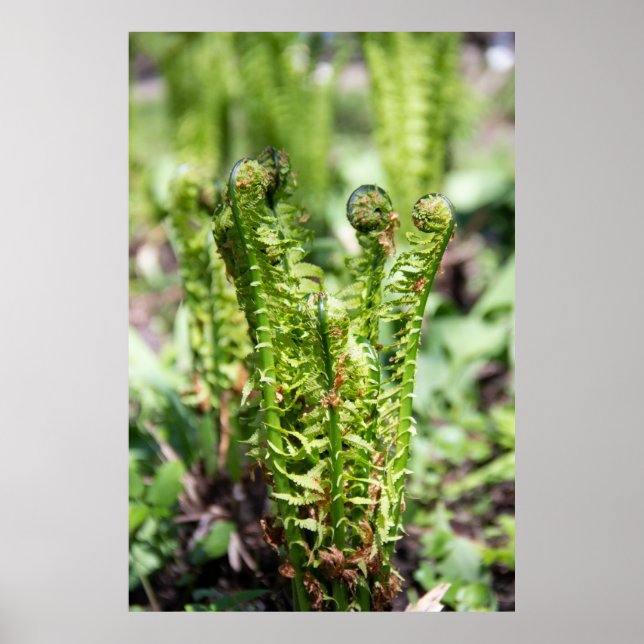 Erwecken des jungen Farns im Garten Poster (Vorne)
