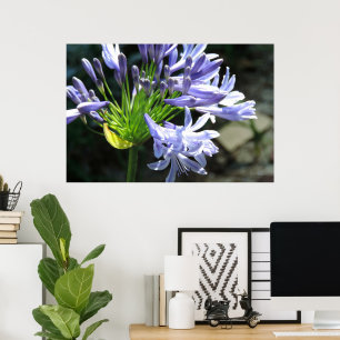 Erweiterung des Blue Nile Lilly Foto Poster