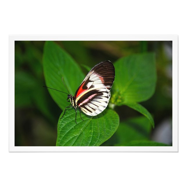 Erweiterung des Fotos Fotodruck (Vorne)