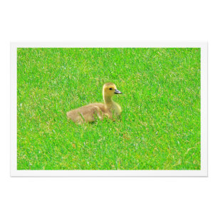 Erweiterung des Fotos Fotodruck