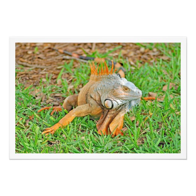 Erweiterung des Fotos Fotodruck (Vorne)