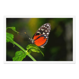 Erweiterung des Fotos Fotodruck