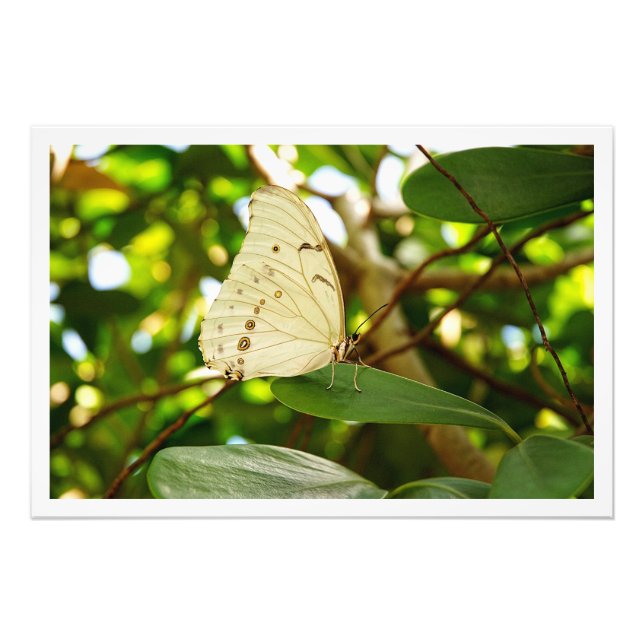 Erweiterung des Fotos Fotodruck (Vorne)