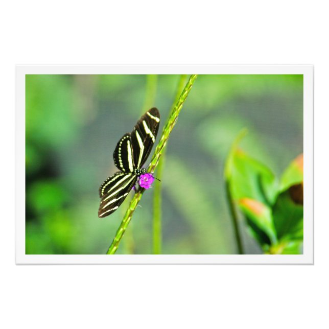 Erweiterung des Fotos Fotodruck (Vorne)