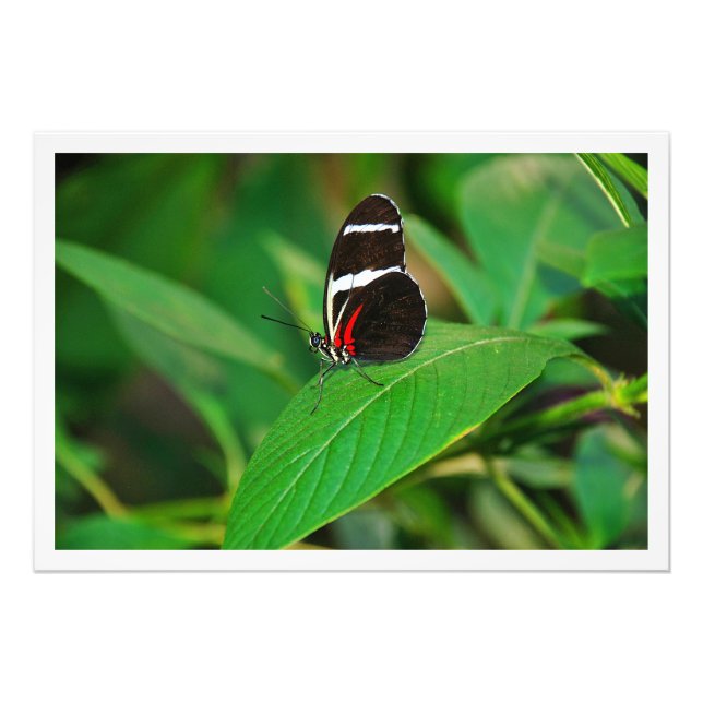 Erweiterung des Fotos Fotodruck (Vorne)