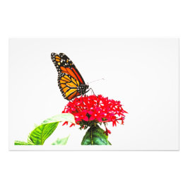 Erweiterung des Fotos Fotodruck