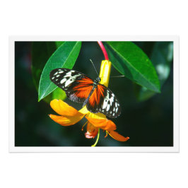 Erweiterung des Fotos Fotodruck