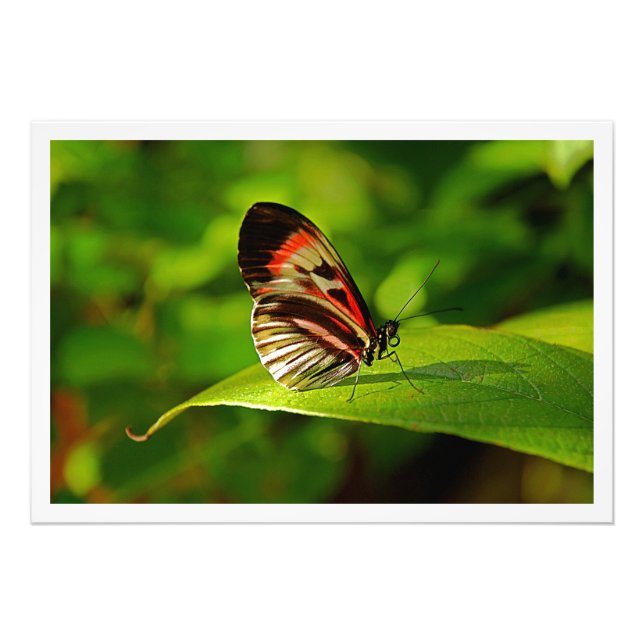 Erweiterung des Fotos Fotodruck (Vorne)