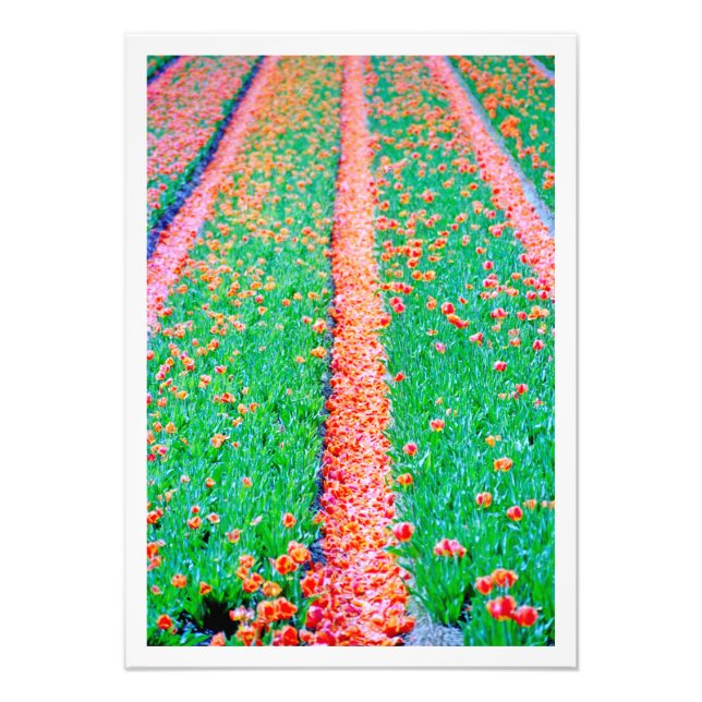 Erweiterung des Fotos Fotodruck (Vorne)