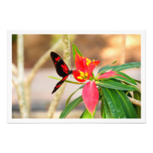 Erweiterung des Fotos