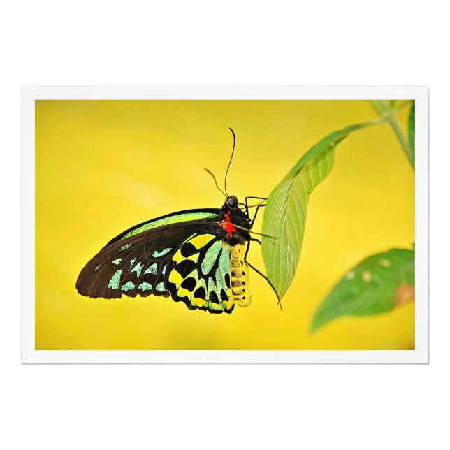 Erweiterung des Fotos Fotodruck (Vorne)