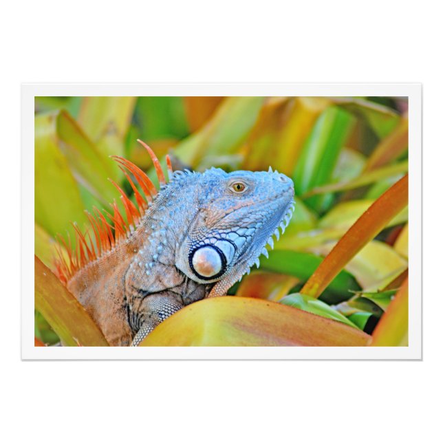 Erweiterung des Fotos Fotodruck (Vorne)