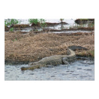 Erweiterung des Gator-Fotos
