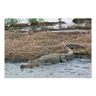 Erweiterung des Gator-Fotos Fotodruck