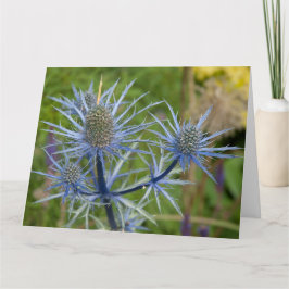 Eryngium Maritimum, Sea Holly Karte