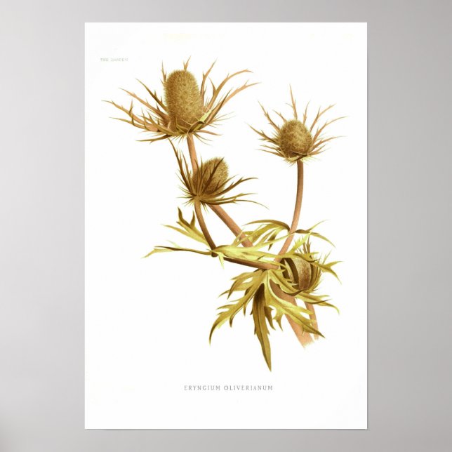 Eryngium oliverianum poster (Vorne)