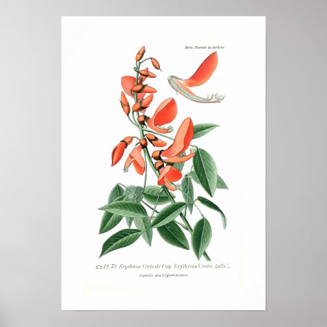 Erythrina crista-galli poster (Vorne)