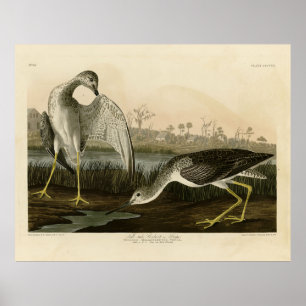 Erzähl Godwit, Snipe - Audubon Birds of America Poster