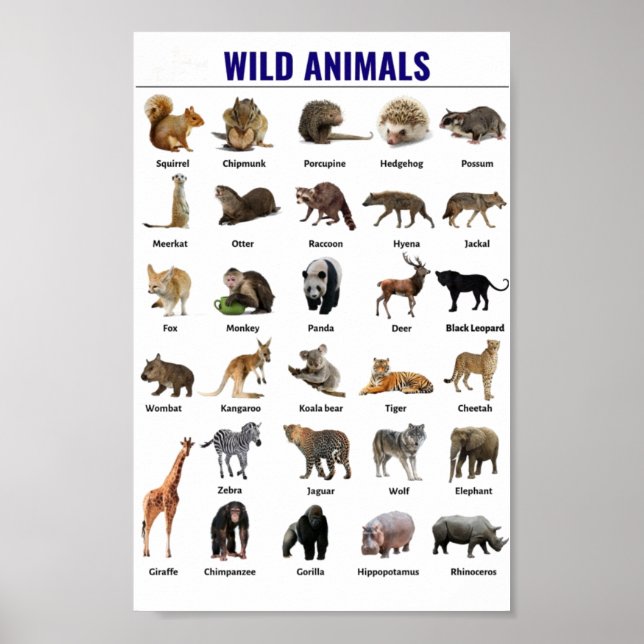 Erziehung wild lebender Tiere Poster (Vorne)