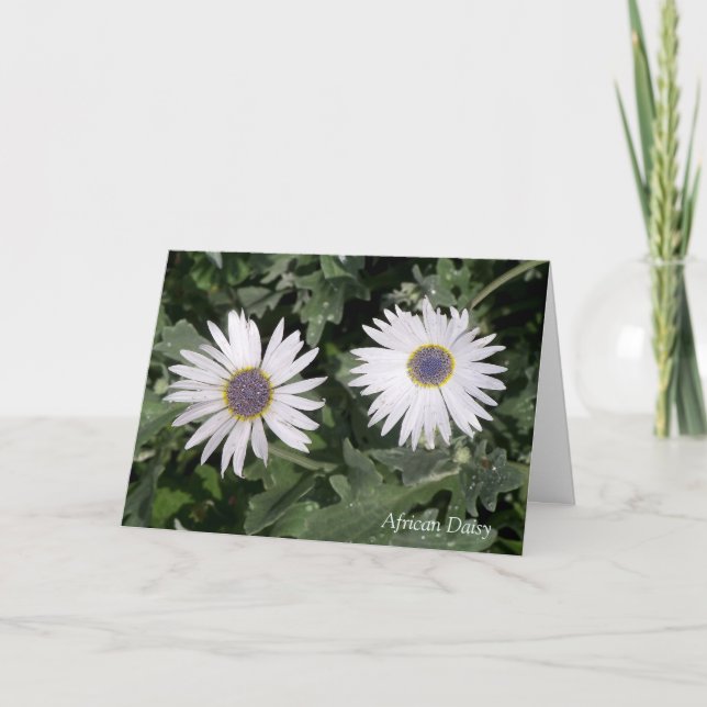 Es gibt eine Blume African Daisy Quotation Gruß Karte (Vorderseite)