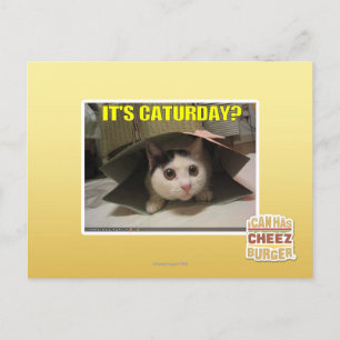 Es ist Caturday? Postkarte
