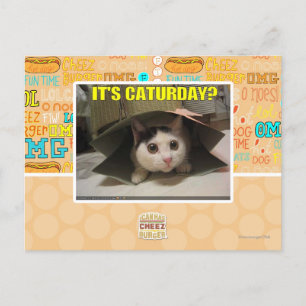 Es ist Caturday? Postkarte