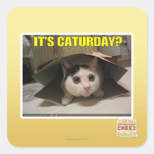 Es ist Caturday? Quadratischer Aufkleber