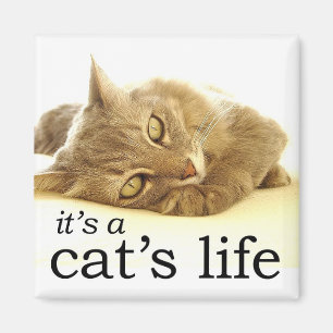 Es ist das Leben einer Katze - Magnet